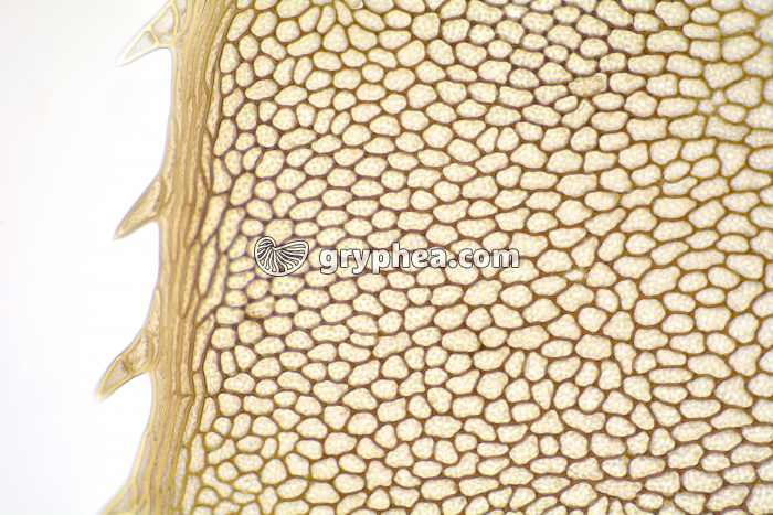 Feuille de Mousse à plat (Mnium) x40 - gryphea.com